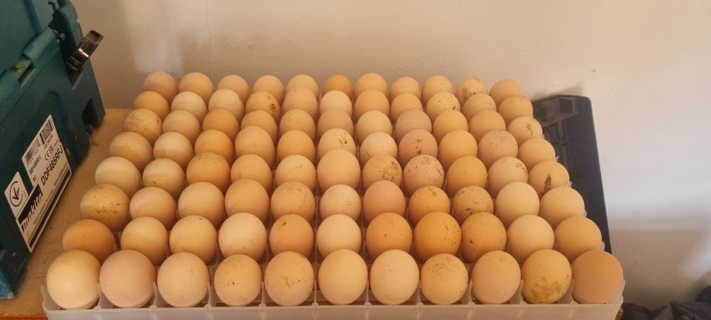 Australorp OUA pentru incubat
