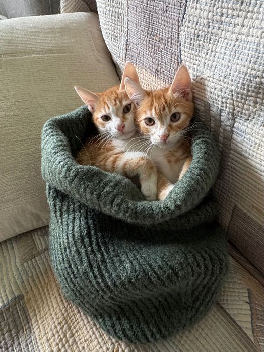 СПЕШНО! Марти и Сами – котета, 4 месеца, търсят дом!