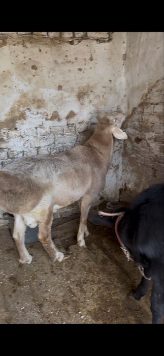 Qochqor toza arashan 12 oyli