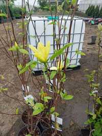 Magnolia galbena la ghiveci