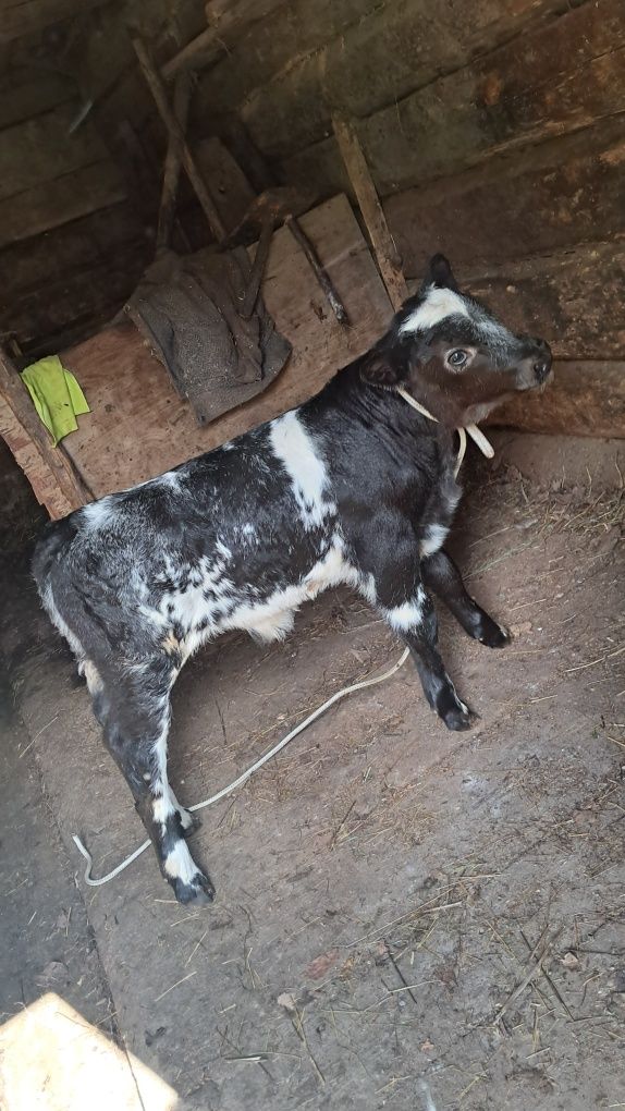 Vând vaca cu vițel belgian