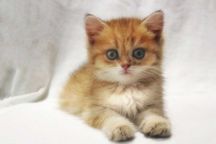 CКИДКА: Золотая шиншилла. Golden chinchilla NY12