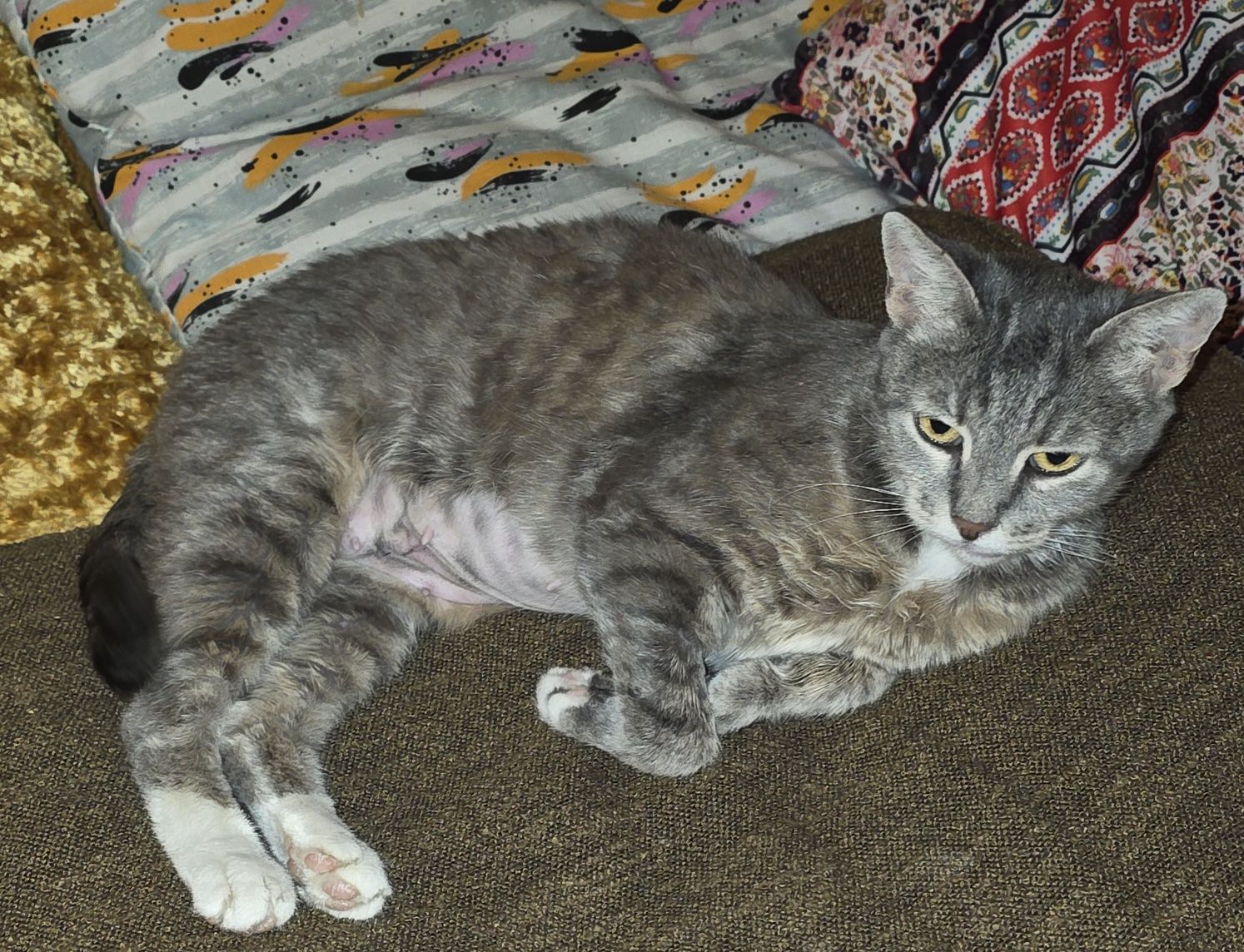 Котка - майка на пет котенца