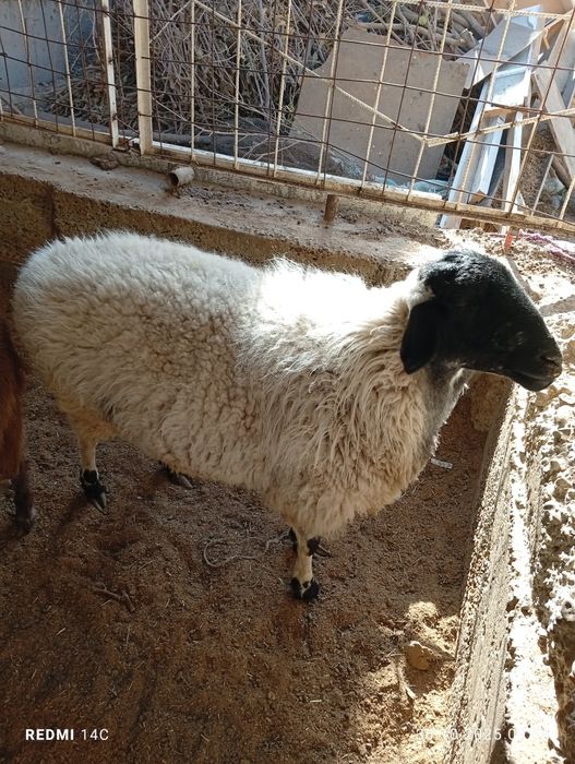 Ок кора кулок бугоз куй тезда сотилади шошилинг!семиз  чиройли йош