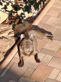 Ofer spre adoptie catel bulldog francez