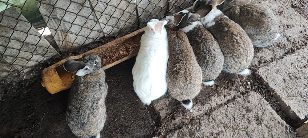 Iepuri comuni Femele