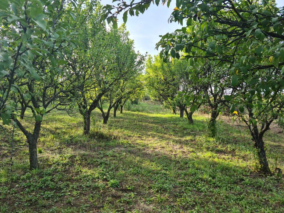 intravilan 28 de ari sau 63 de ari Viile Satu Mare cu livada de pruni