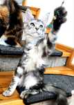 Puii de pisica Maine Coon