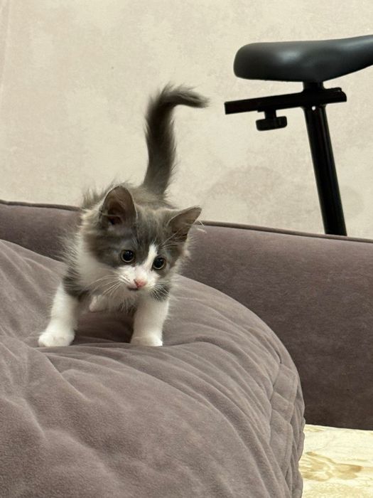 Котята-мальчики в заботливые руки