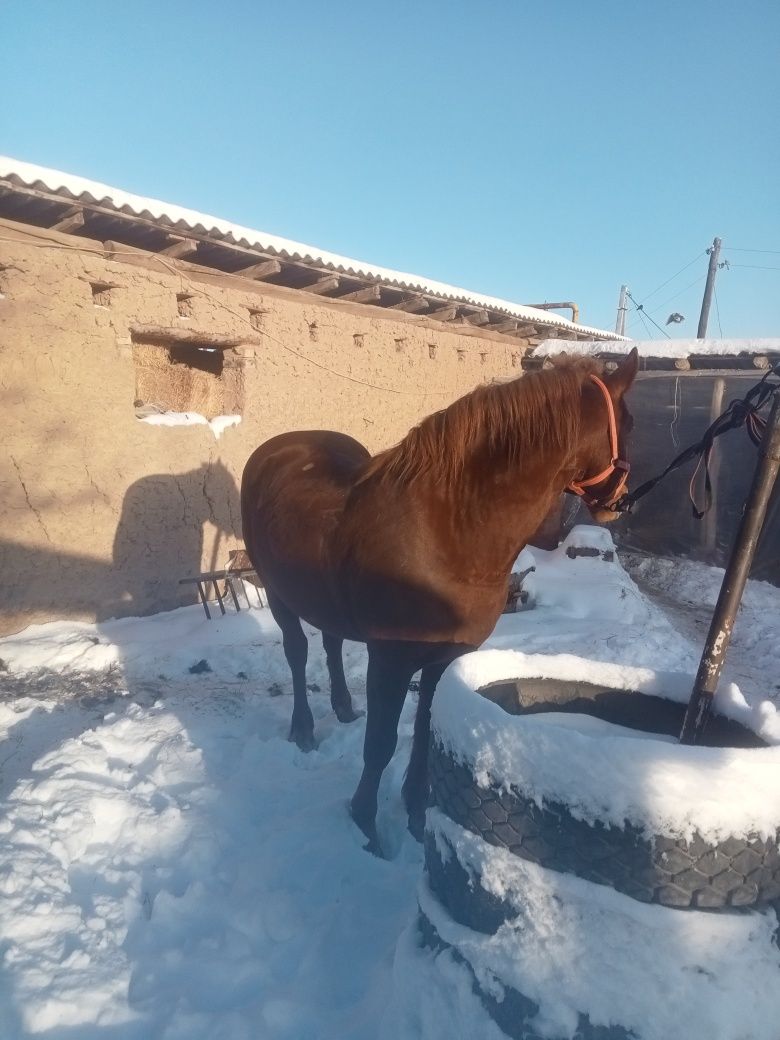 Жирен ат сатылады