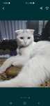 Кошка скотиш фолд выслоухая