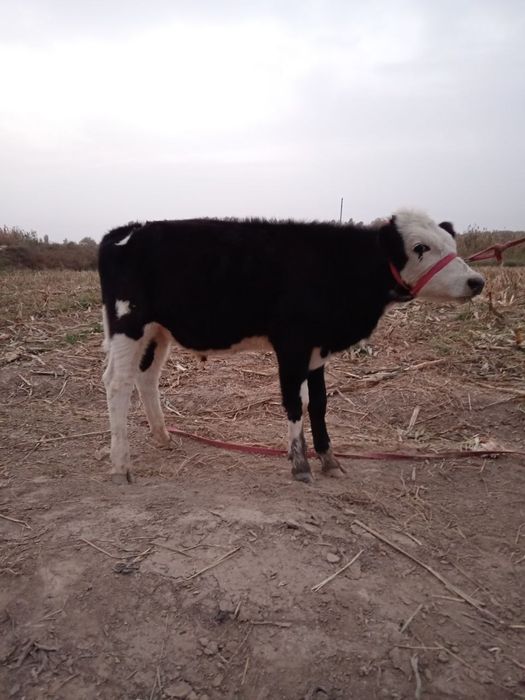 Buqa Va Gunajin Sotiladi Yeb Ichishi Zor Soğlom