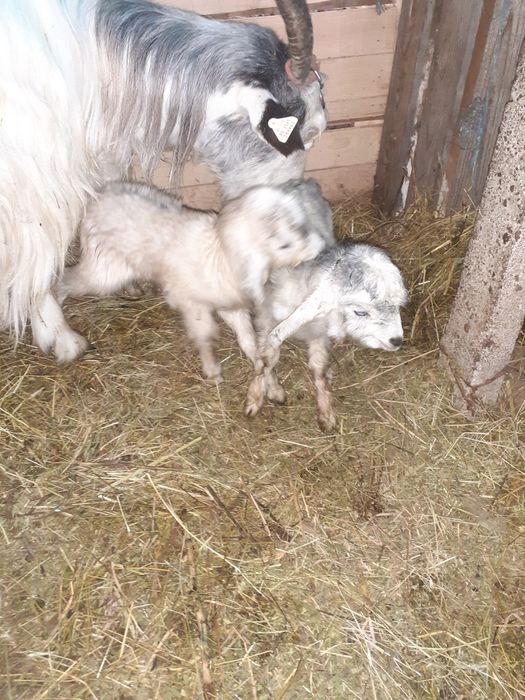 Vand, schimb tap anglonubian metis