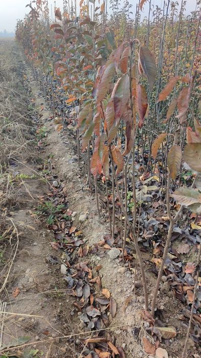 Olcha gilos koʻchatlari bor