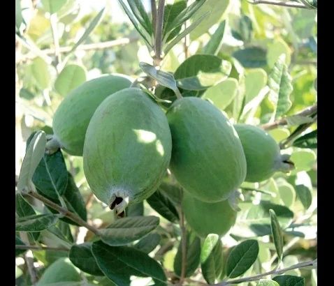 Ananas guava aclimatizat