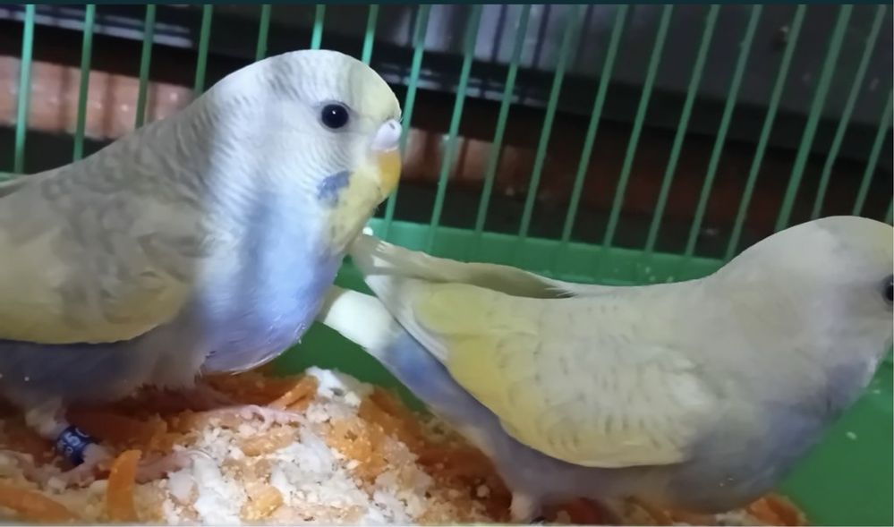 Papagali Perusi - Blanzi/Pui și Maturi
