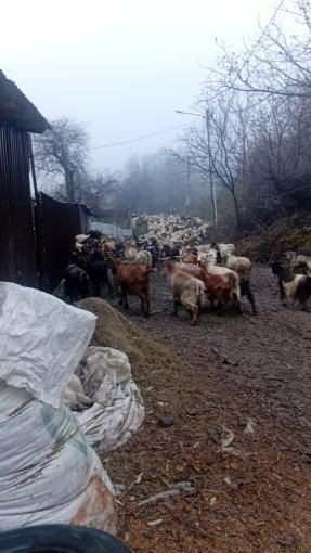 De vânzare oi și capre