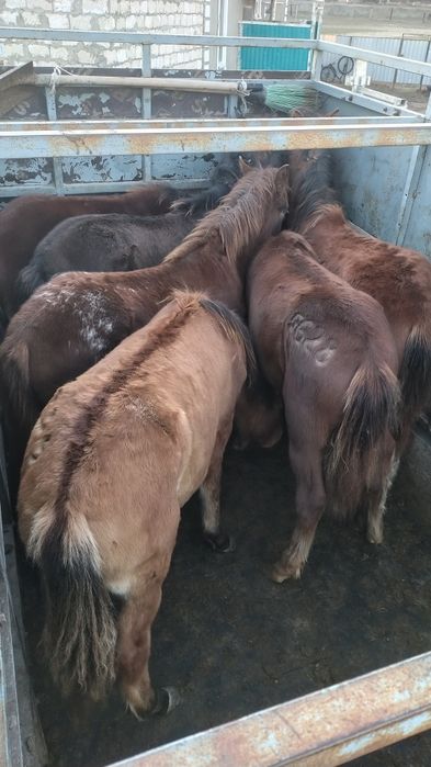 Жабағы еркек семіз