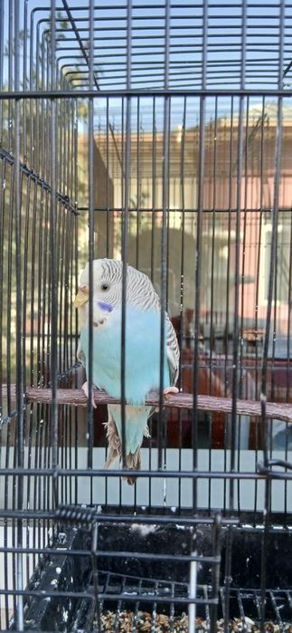 Toʻti 4-5 oylik qizbolasi