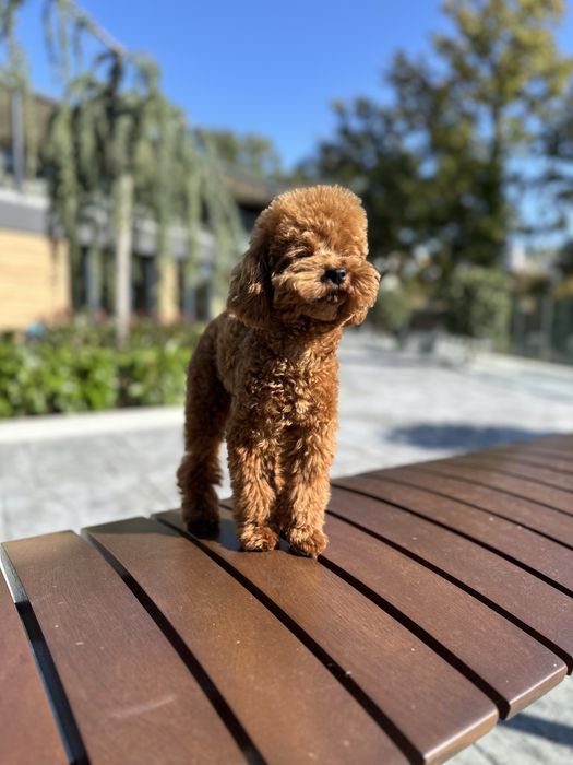 Пудел Той/Poodle Toy