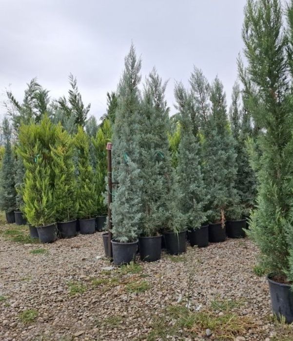 Tuia leylandi chiparos