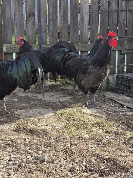 Cocosi Australorp