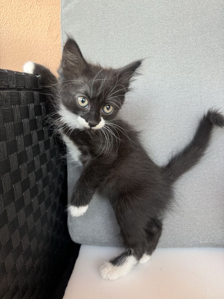 Doua pisici spre adoptie
