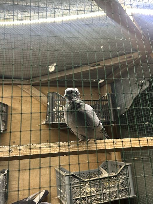 Kaptarla sotiladi optimga hammasi arzon narxlada