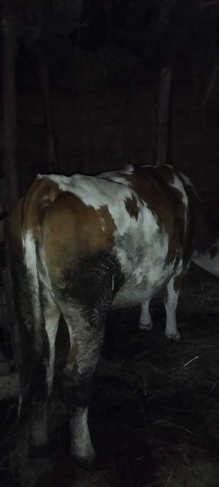 Vând vacã tânără fată doar o dată .