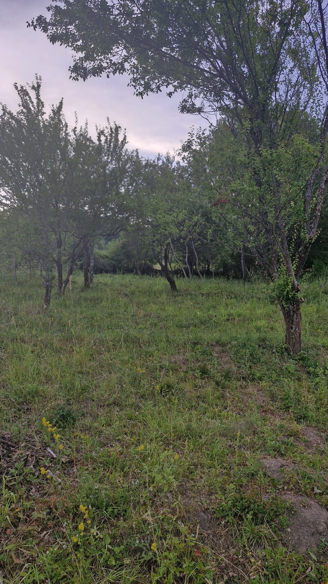 De vanzare teren intravilan 2500 mp în Viisoara