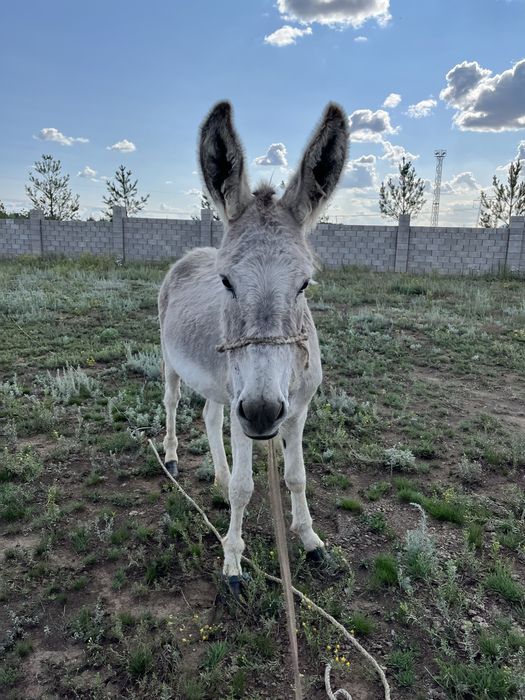 Есек жем беру емге Астана