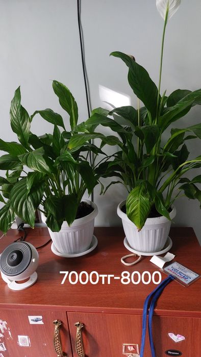 Комнатные растение болшые