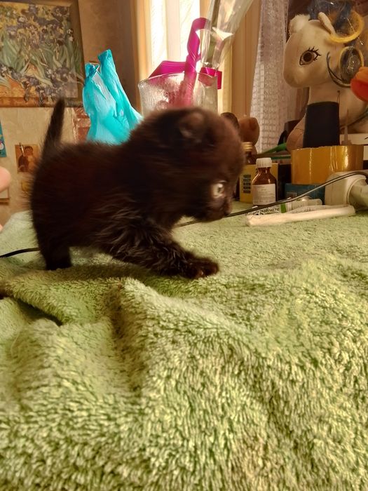 Котята американский керл