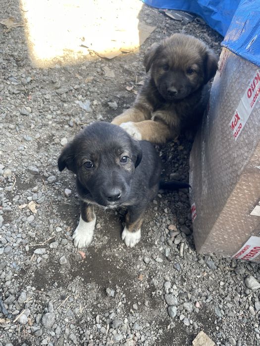 Отдам щенят бесплатно