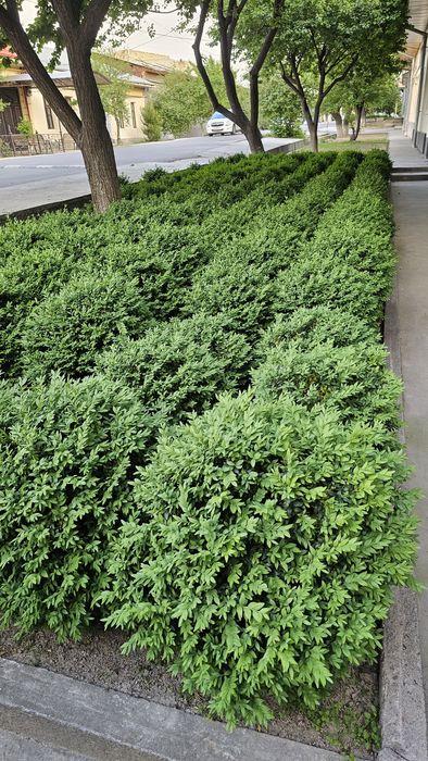 shamshodla sotiladi  95 000,  kelishtiriladi