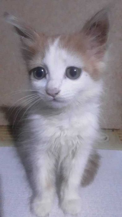 Отдам даром котёнка в Газалкенте