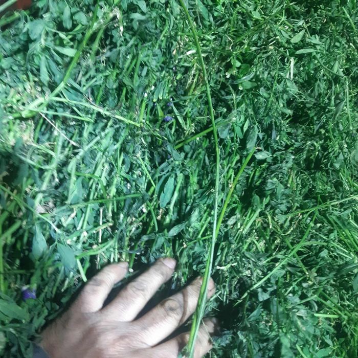 Vând balotii de lucerna infoliati.