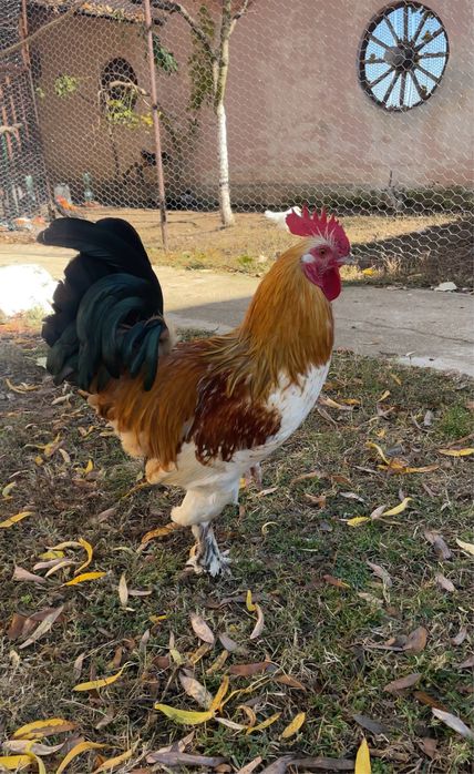 Млад петел Брама