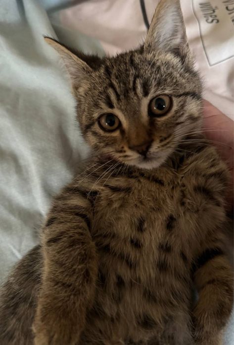 Пристраивается игривый  котенок