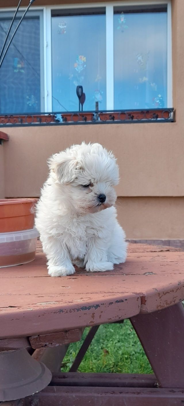 Catel bichon maltese
