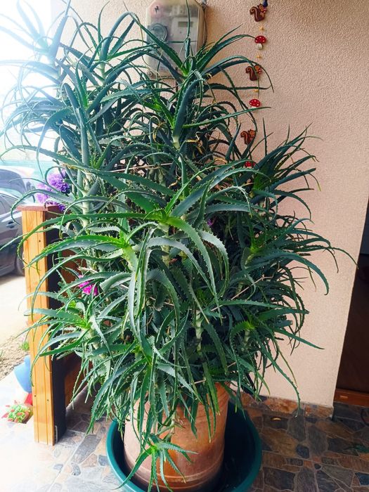 Aloe Vera aprox 2 m