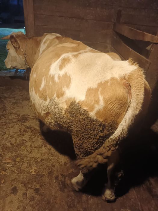 Vacă balțată românească