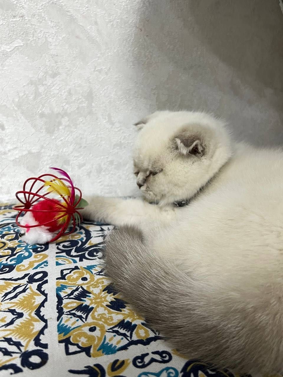 кошка скотиш фолд