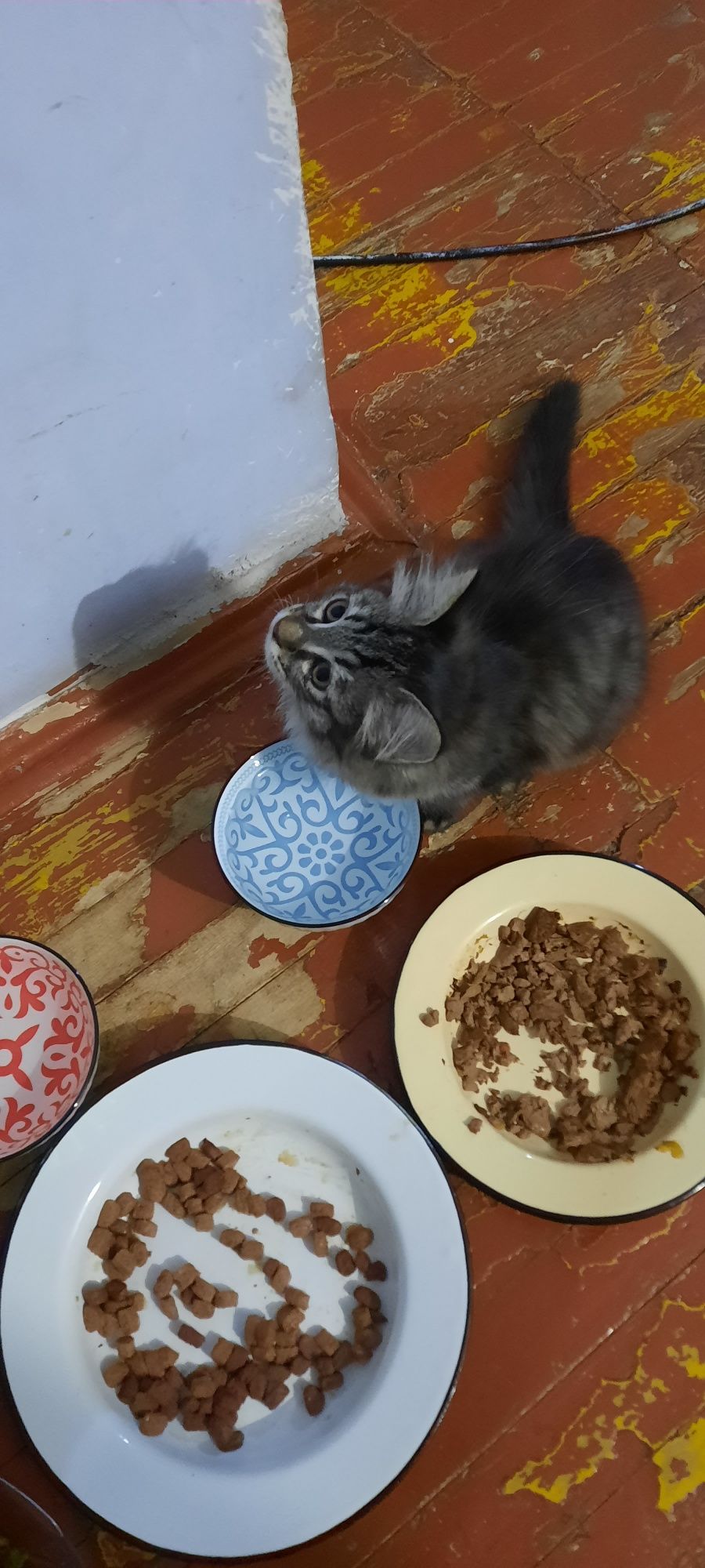 Отдаст котят в хорошие руки ,котята хорошие, игривые, девочки.