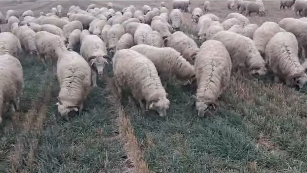 Vând oi in comuna pietrosani jud Teleorman