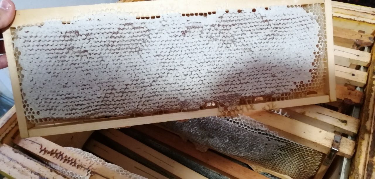 Кестенов мед и пчелни продукти