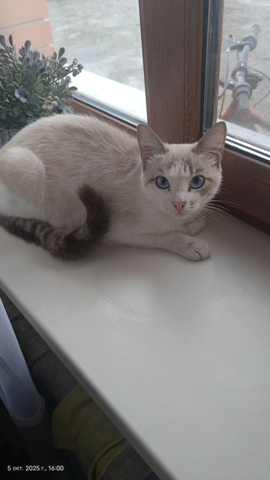 Отдам кошку 1.5 года