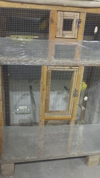 Nerazdushkala sotiladi (qafasam)