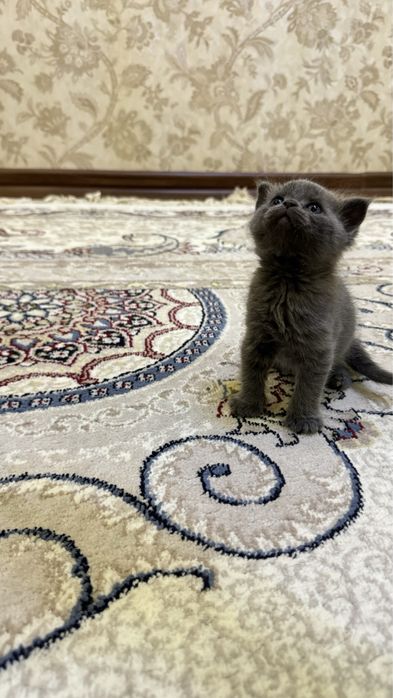 Шикарные Бритнские чистокровные котята