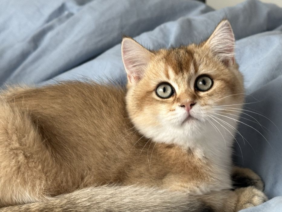 Baietel british shorthair golden chinchilla superb ! Pedigree WCF !